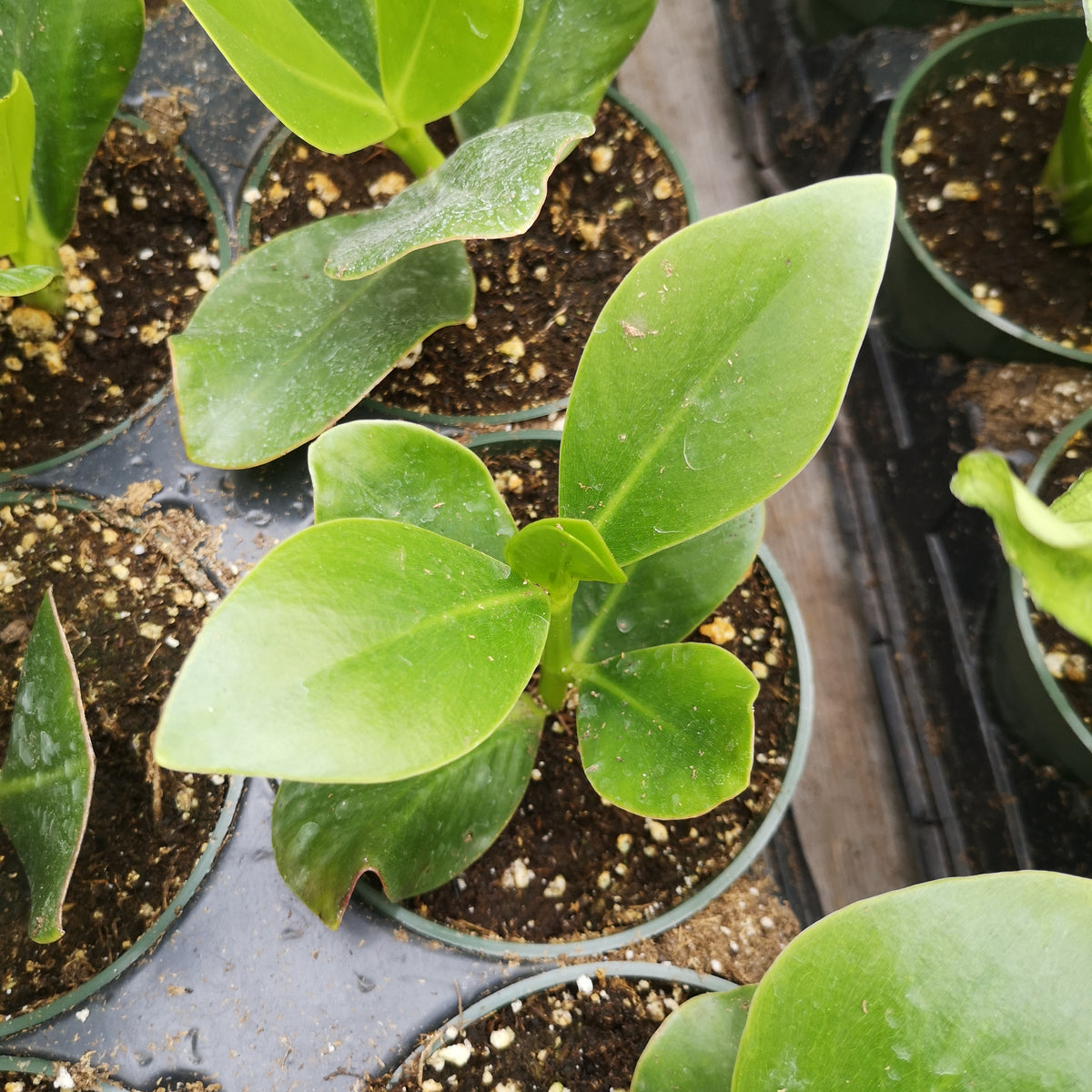 Clusia Rosea The Greenery Garden Centre clusia-rosea-the-greenery-garden-centre