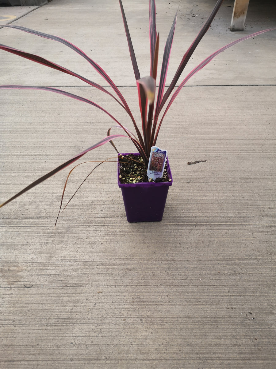Dracaena- Spike Southern Splendor (Cordyline) – The Greenery Garden Centre