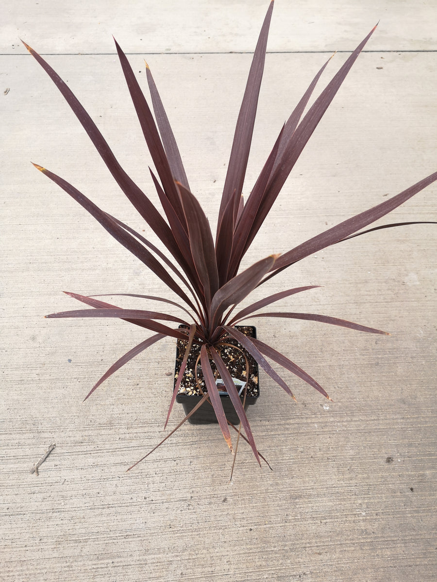 false dracaena cordyline red star Dracaena