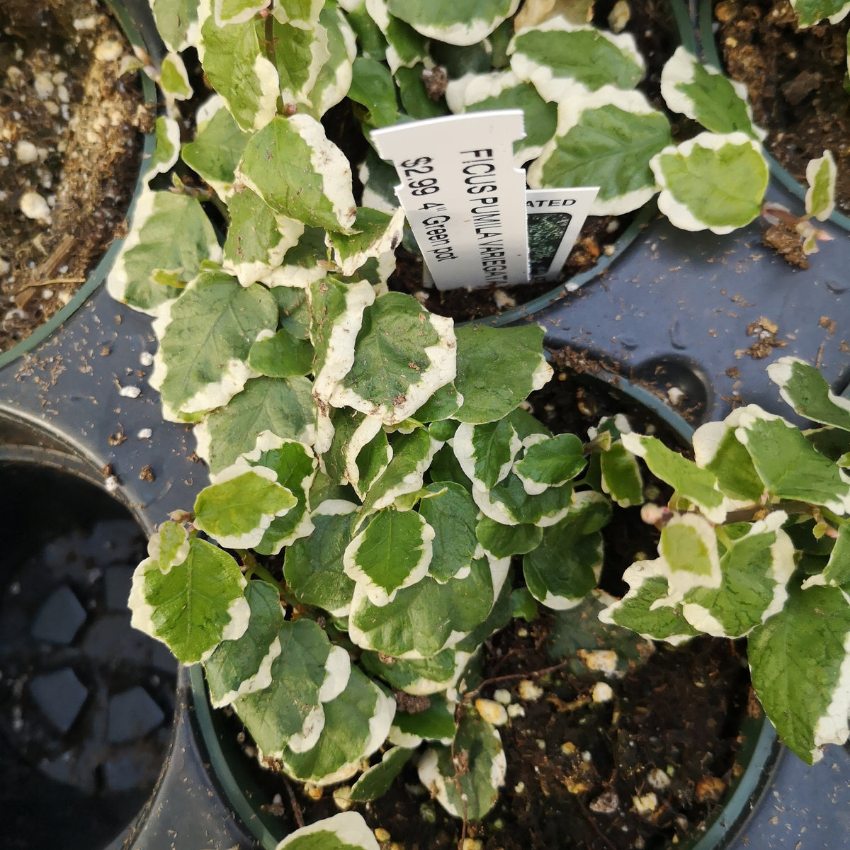 Ficus Pumila Variegata – The Greenery Garden Centre