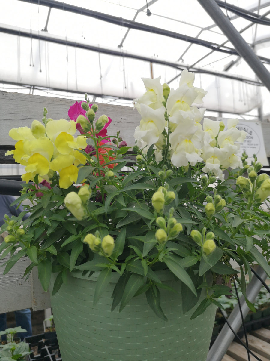 Snapdragon Snapshot Mix The Greenery Garden Centre