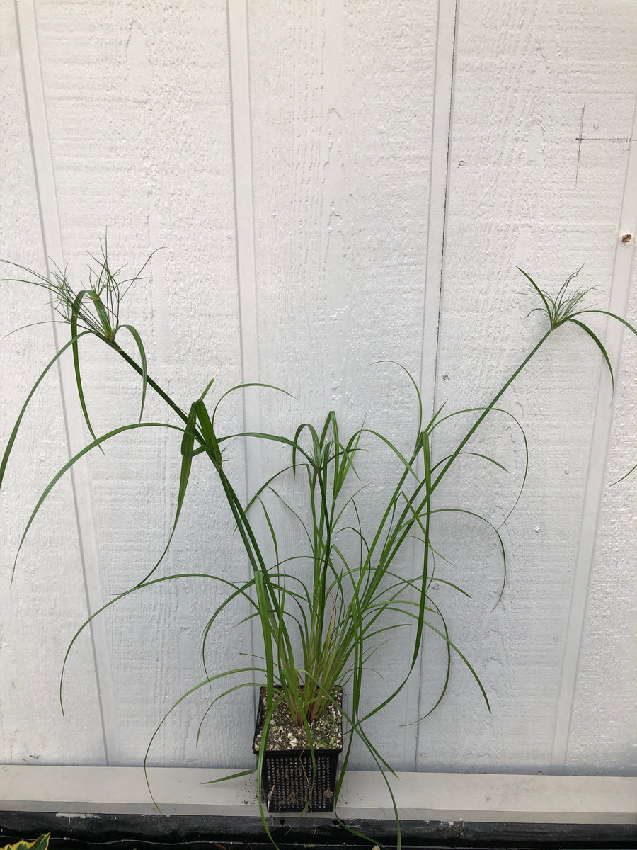 king tut plant indoors Cyperus King Tut Papyrus – The Greenery Garden Centre