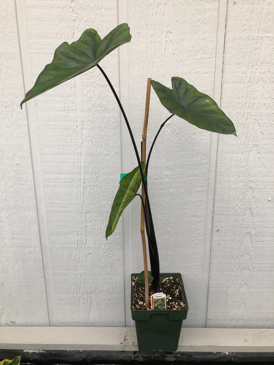 black stemmed elephant ear plant Colocasia (Black Stemmed Taro) – The Greenery Garden Centre