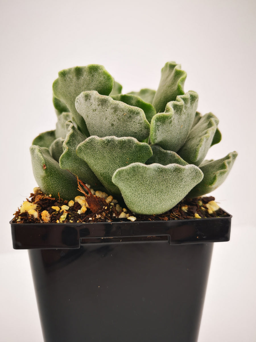 key lime pie succulent flower Succulent (Tender) Adromischus cristatus Key Lime Pie – The Greenery Garden Centre