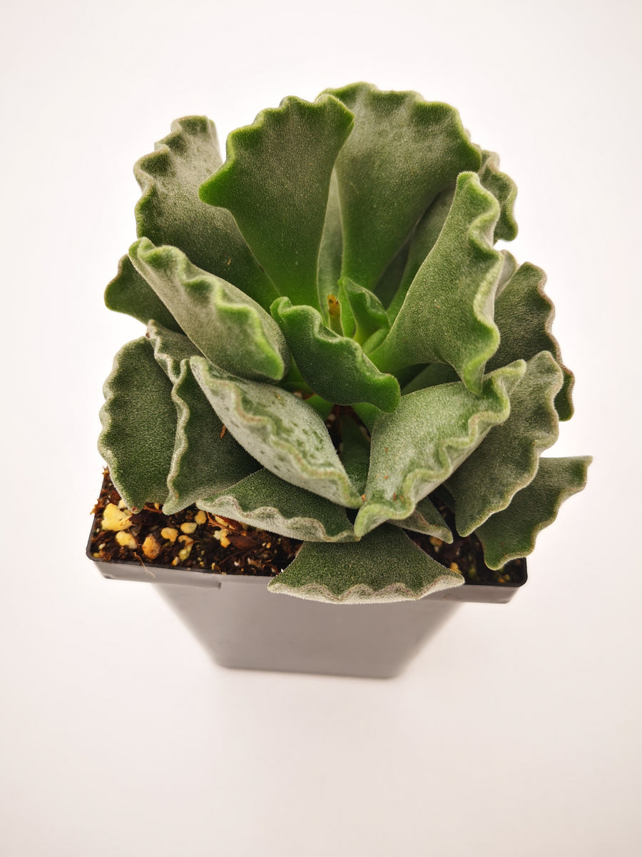 key lime succulent plant Succulent (Tender) Adromischus cristatus Key Lime Pie – The Greenery Garden Centre