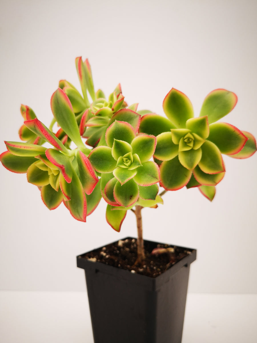 3.hoshi_succulent様 Succulent (Tender) Aeonium haworthii Variegata Kiwi – The Greenery