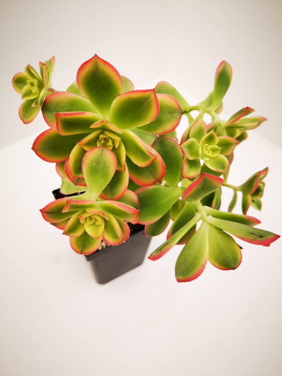 tree anemone succulent Succulent (Tender) Aeonium haworthii Variegata Kiwi – The Greenery Garden  Centre