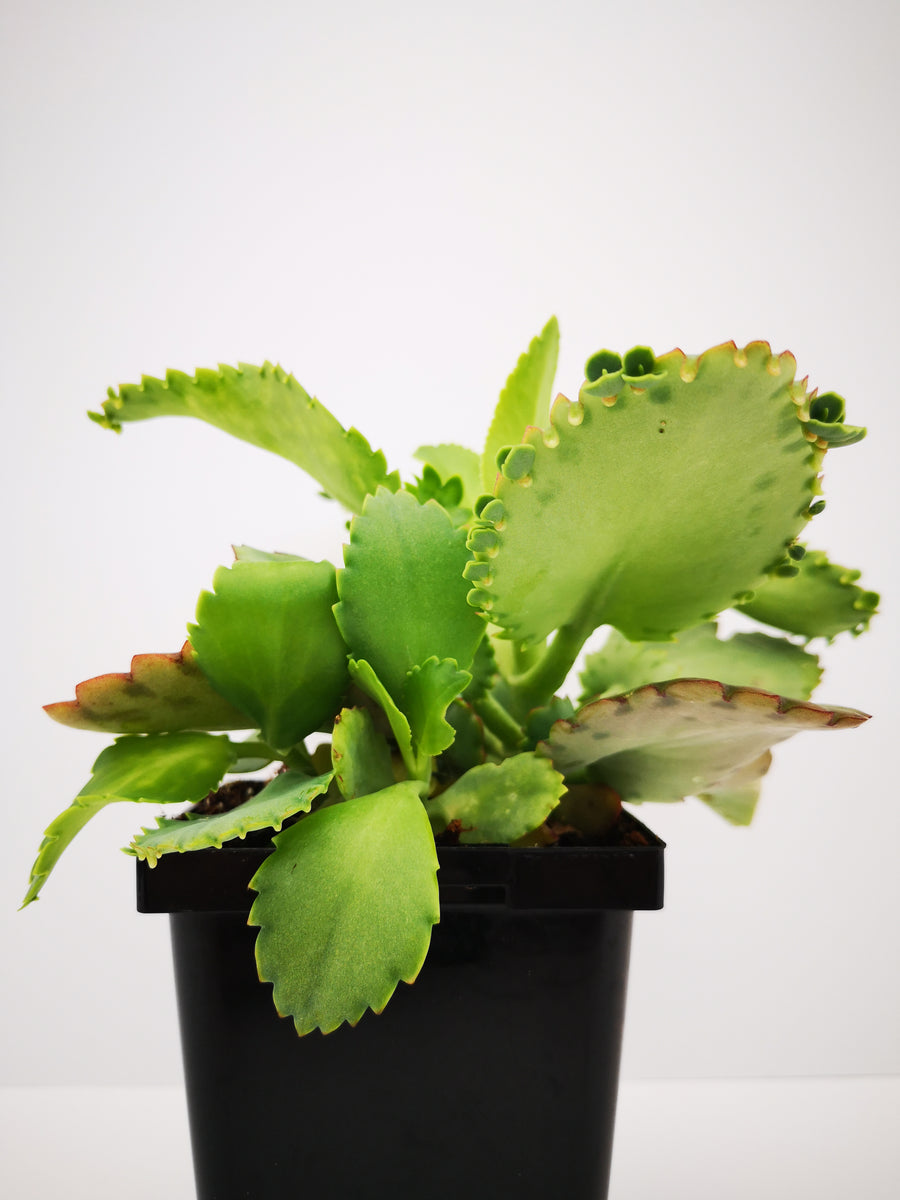 mexican hat plant succulent Succulent (Tender) Bryophyllum daigremontianum Mexican Hat Plant – The  Greenery Garden Centre