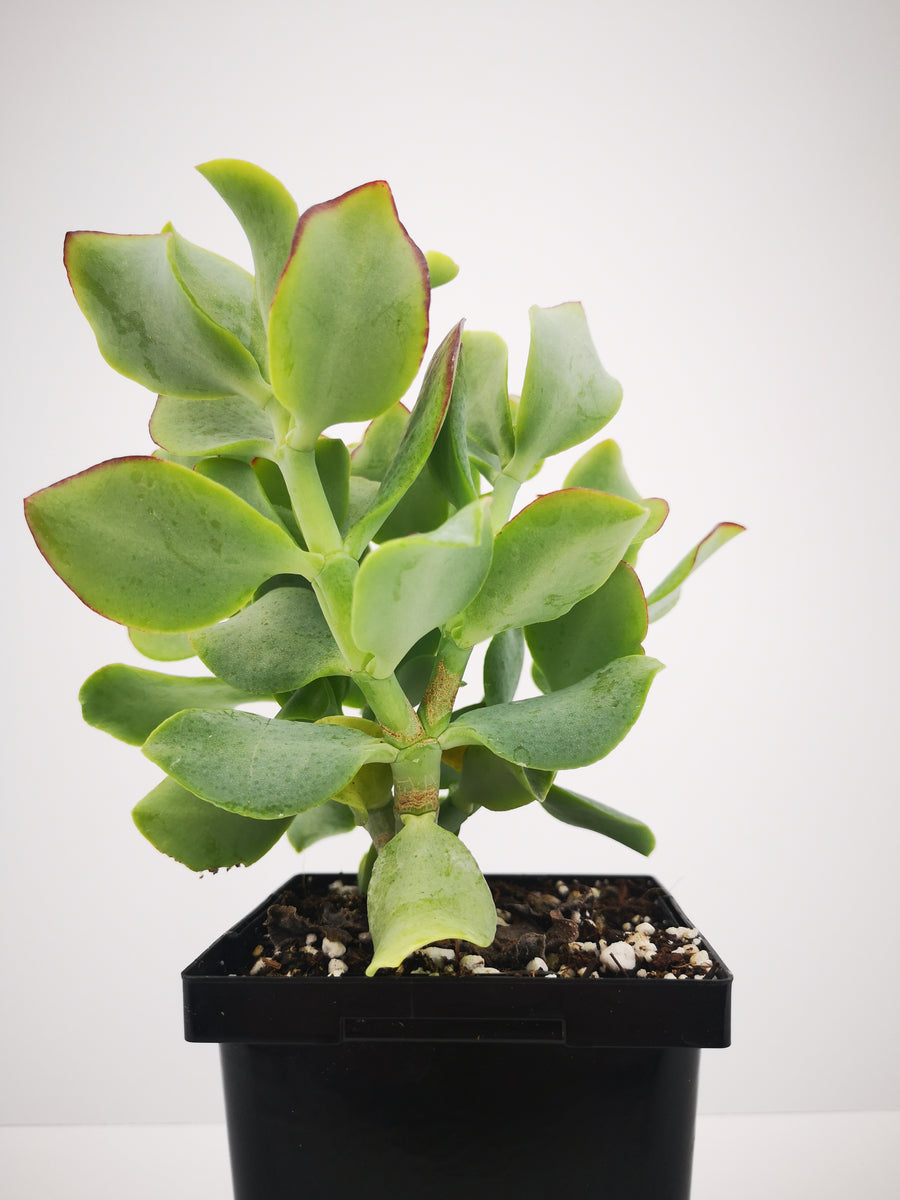 succulent plant with curly leaves Succulent (Tender) Crassula arborescens Curly – The Greenery Garden Centre