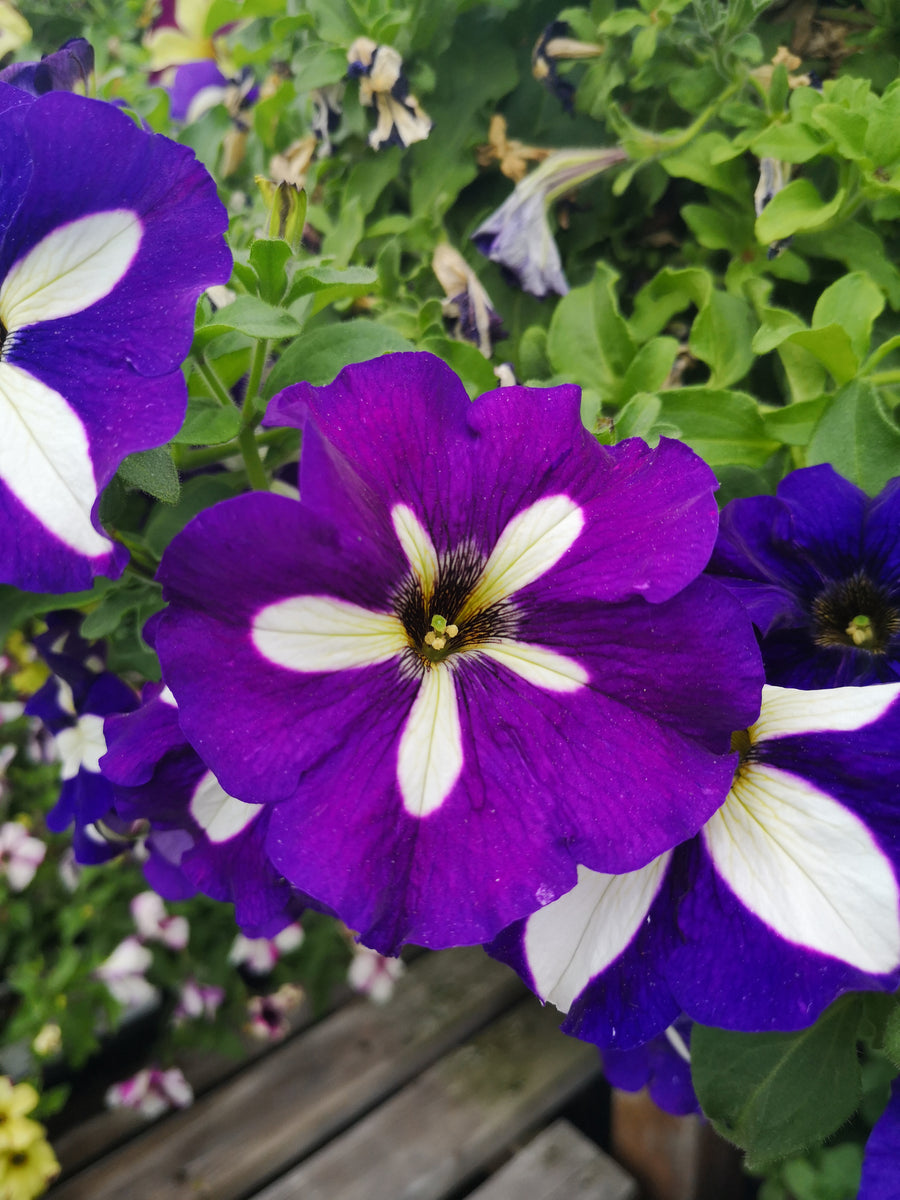 Petunias Crazytunia Lucky Lilac – The Greenery Garden Centre