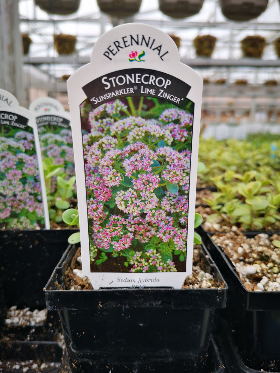 lime sparkler succulent Sedum 'Sun Sparkler Lime Zinger' – The Greenery Garden Centre