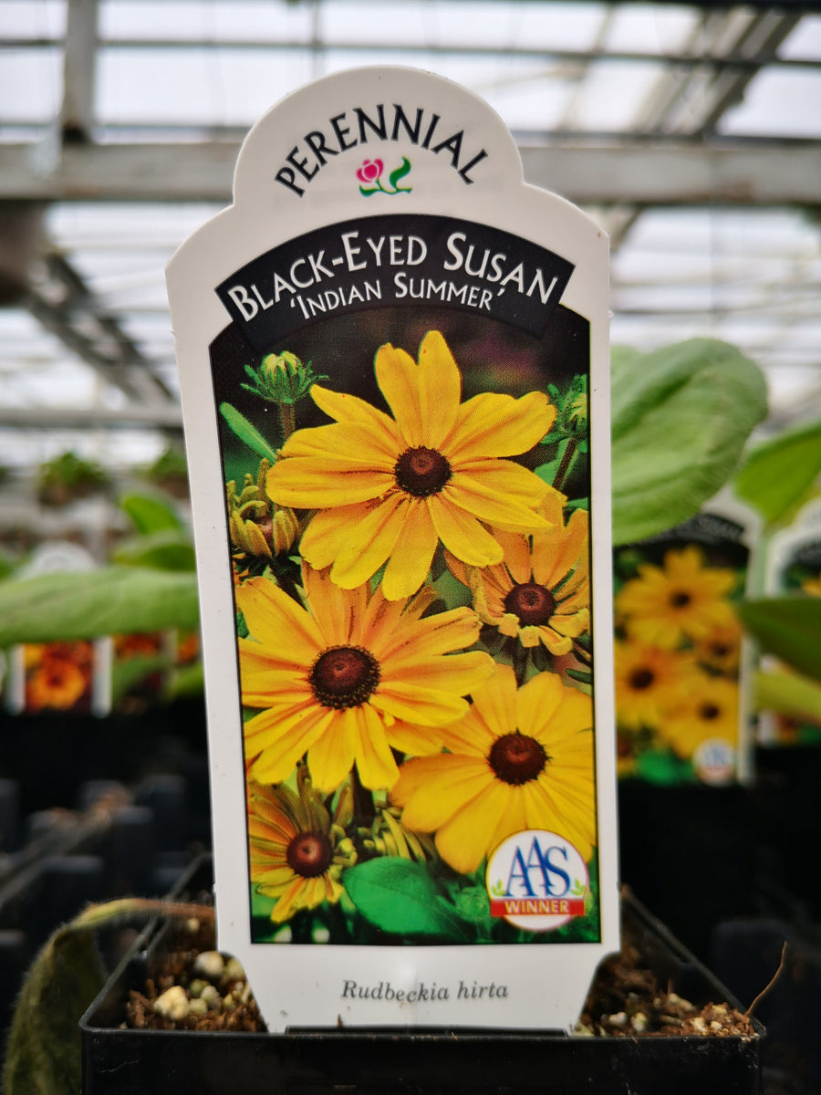 indian summer flower seeds Rudbeckia hirta 'Indian Summer' – The Greenery Garden Centre