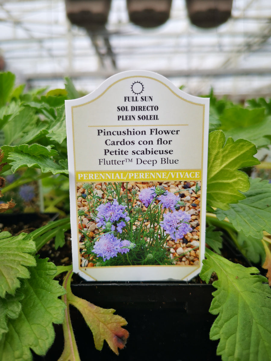 Scabiosa ‘Butterfly Blue’ – The Greenery Garden Centre