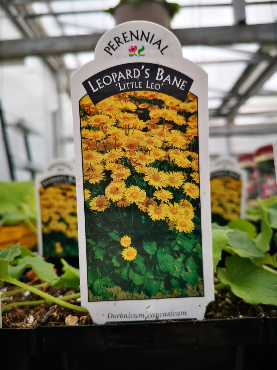 doronicum little leo plant Doronicum orientale 'Little Leo' – The Greenery Garden Centre