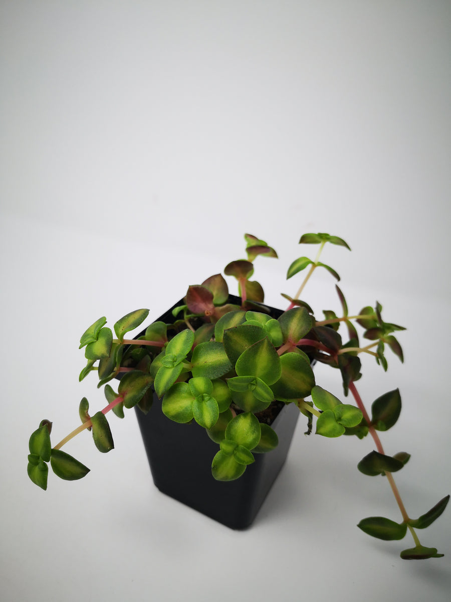 Succulent (Tender) Crassula pellucida Variegata Rubra – The Greenery Garden  Centre