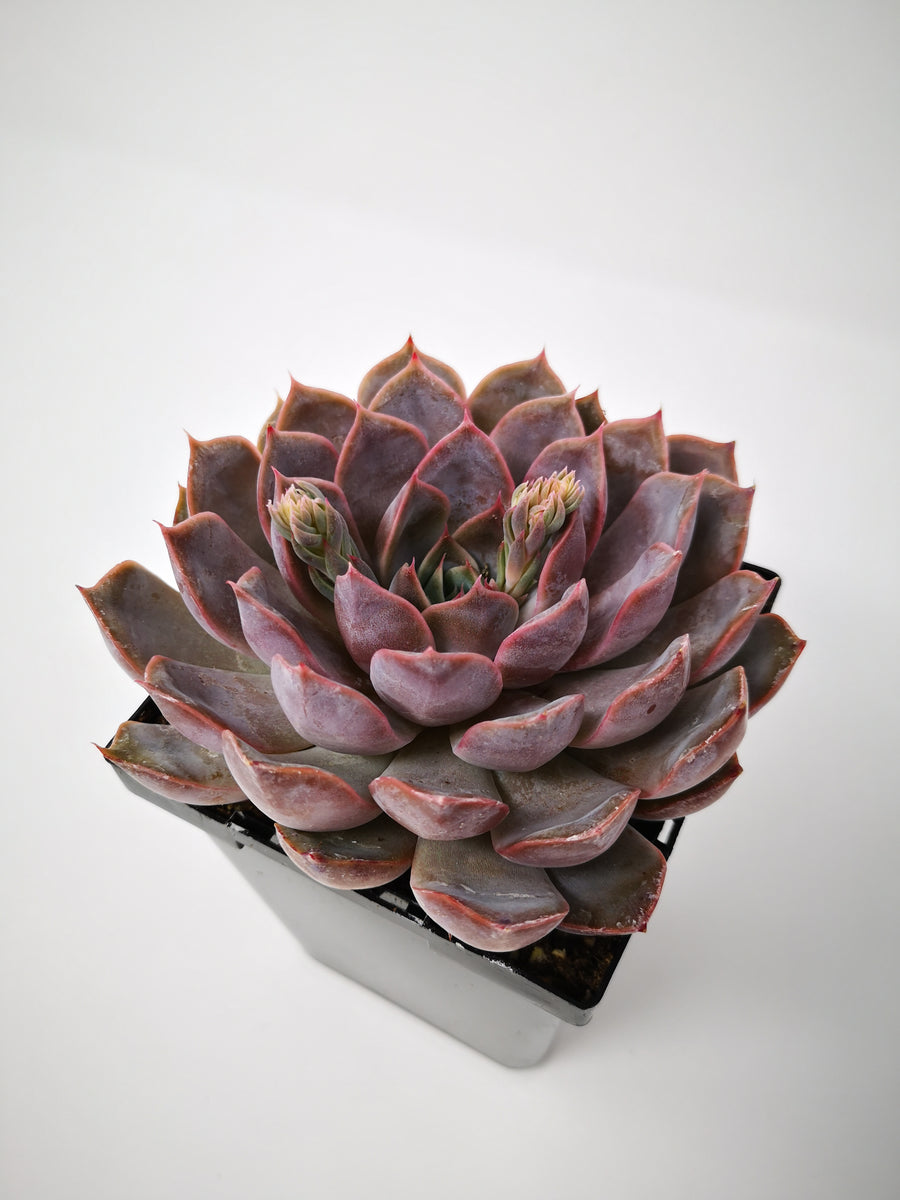 Succulent (Tender) Echeveria Summer – The Greenery Garden Centre