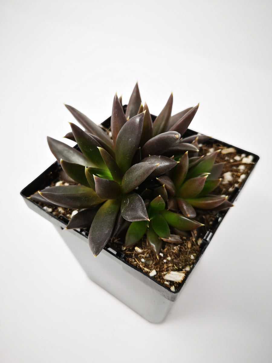 plant with licorice flavoured seeds Licorice Basil Seed main image 1