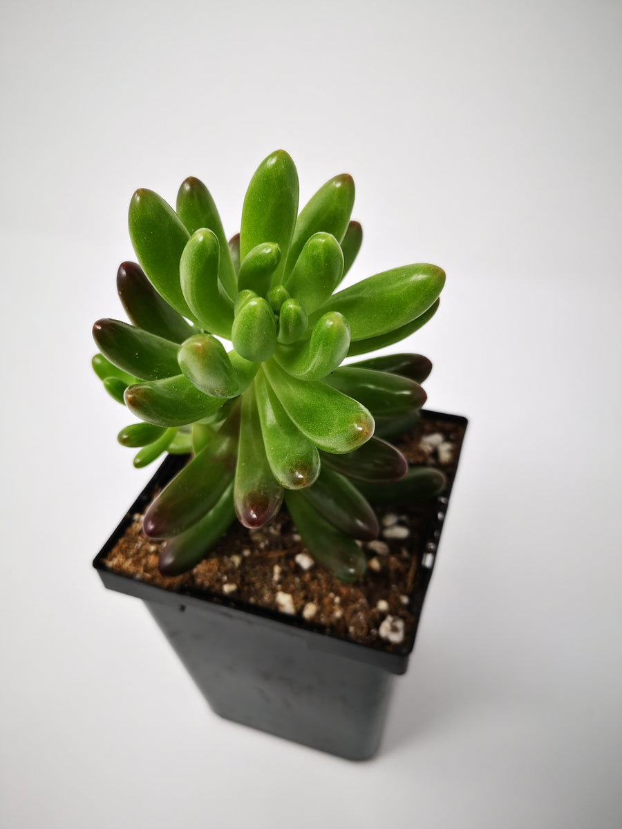 sedum salsa succulent Succulent (Tender) Sedum pachyphyllum Salsa – The Greenery Garden Centre