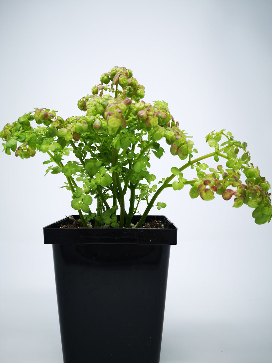 pilea succulent Succulent (Tender) Pilea microphylla Artillery Plant – The Greenery Garden  Centre