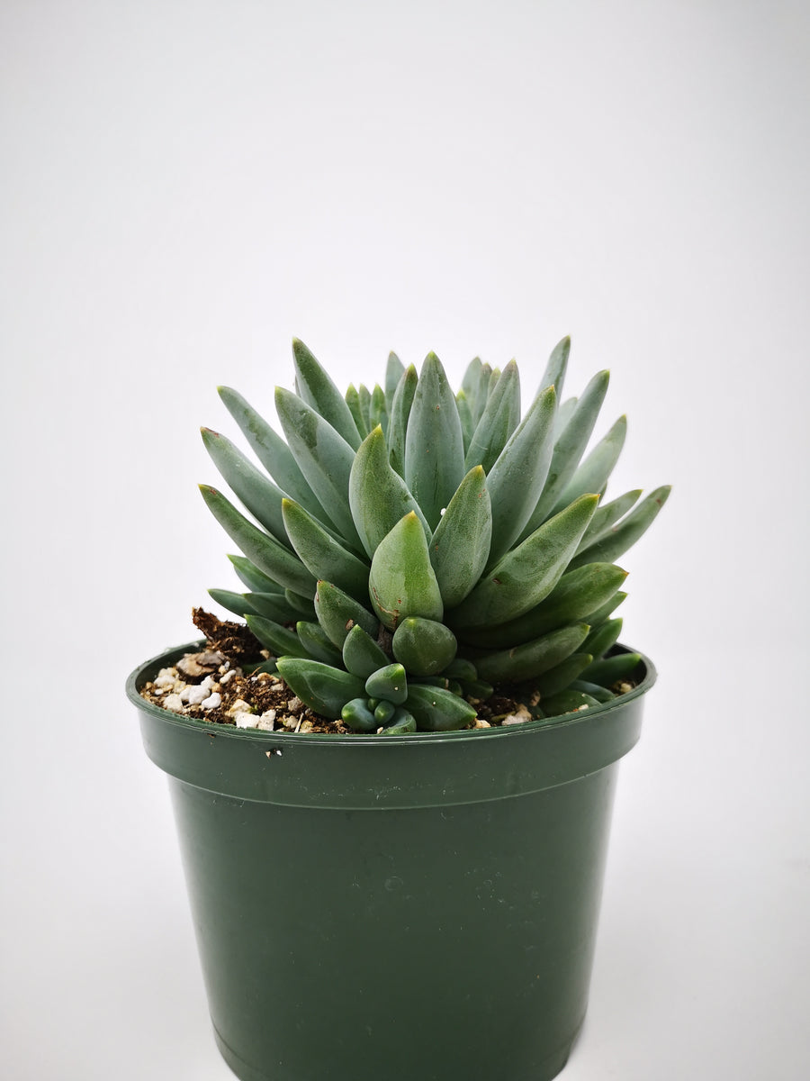 pachyveria glauca little jewel succulent Succulent (Tender) Pachyveria glauca Little Jewel – The Greenery Garden  Centre