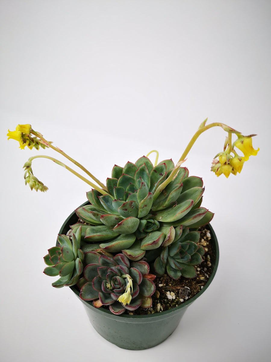 echeveria pulidonis succulent Succulent (Tender) Echeveria pulidonis – The Greenery Garden Centre
