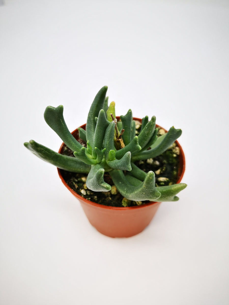 elkhorn plant succulent Succulent (Tender) Rhombophyllum dolabriforme Elkhorn Plant – The Greenery  Garden Centre