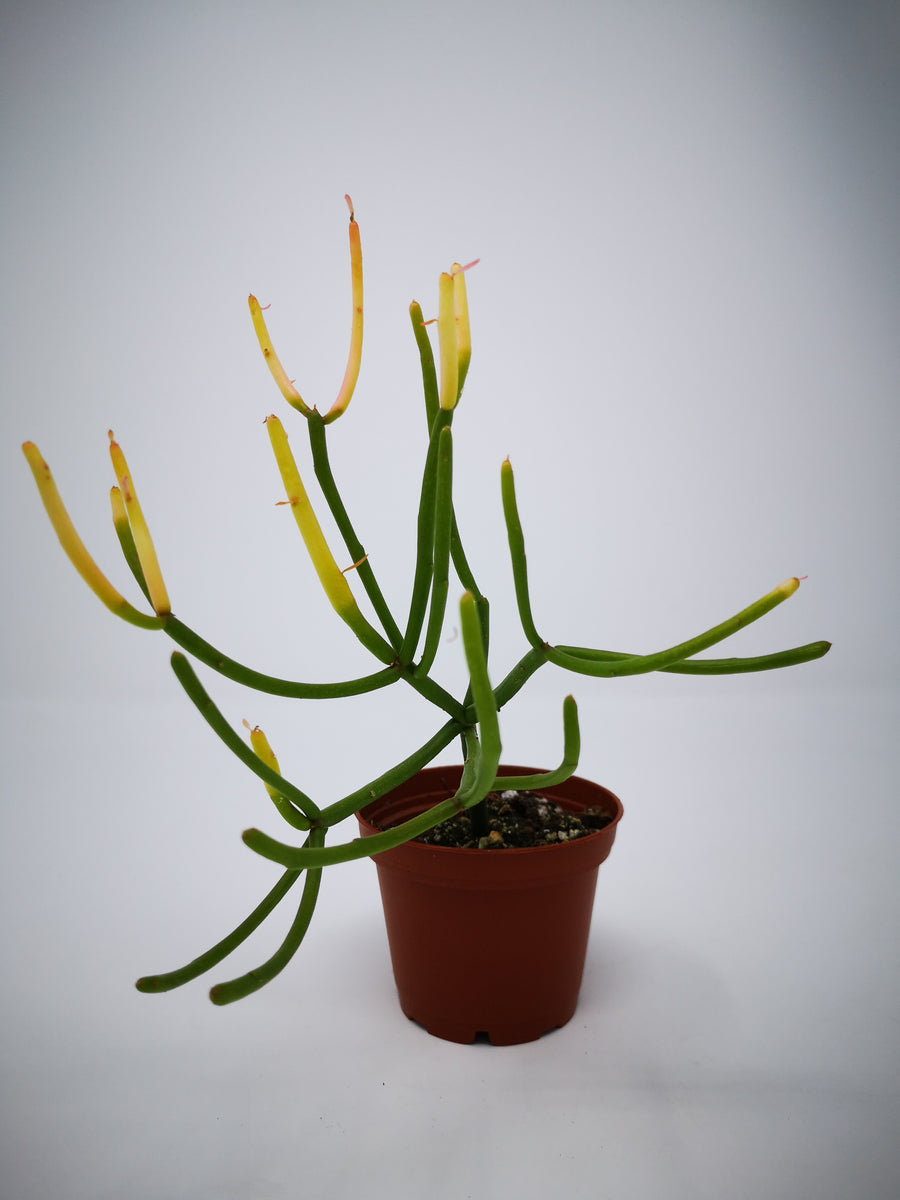 walking stick succulent Succulent (Tender) Euphorbia tirucalli Fire Sticks – The Greenery Garden  Centre