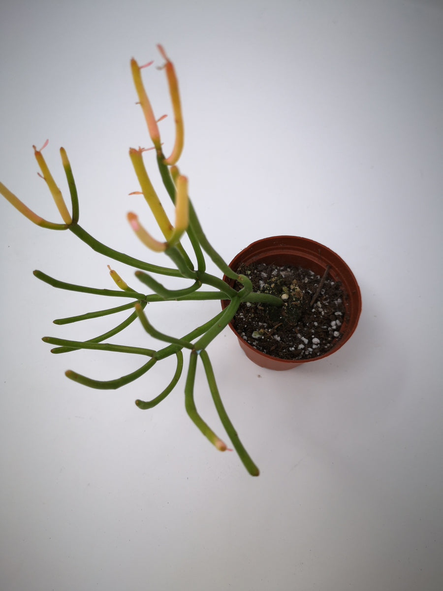 Succulent (Tender) Euphorbia tirucalli Fire Sticks – The Greenery Garden  Centre