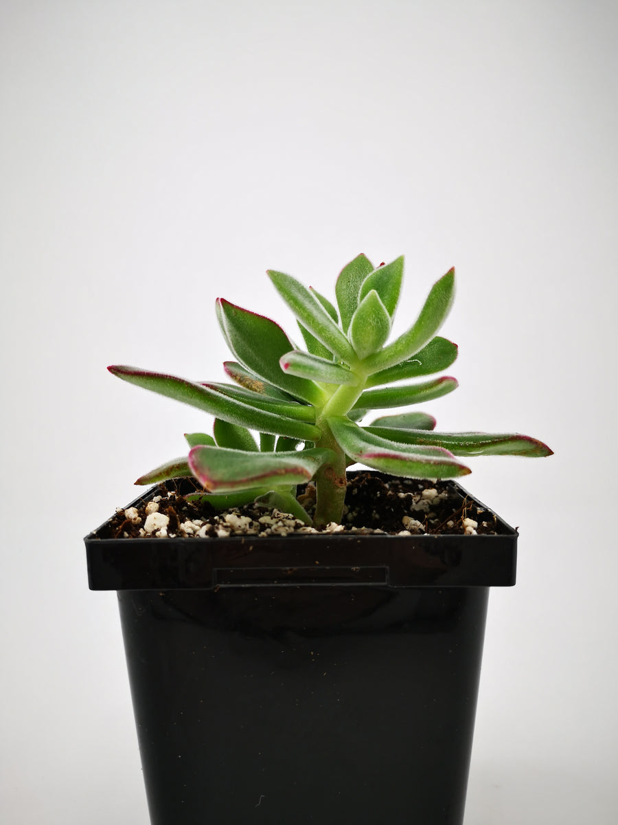 plush plant succulent Succulent (Tender) Echeveria harmsii Plush Plant – The Greenery Garden Centre