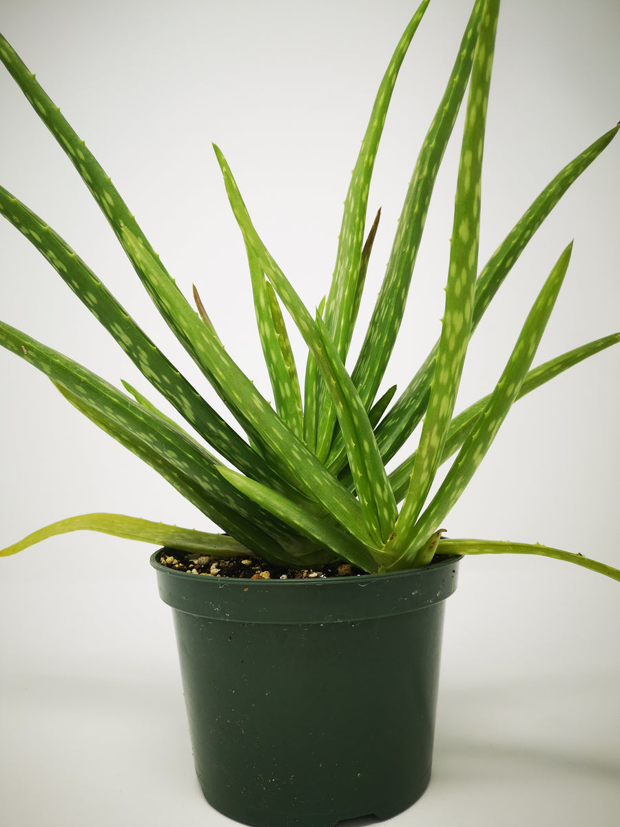 aloe vera plant calgary Aloe Vera Large – The Greenery Garden Centre