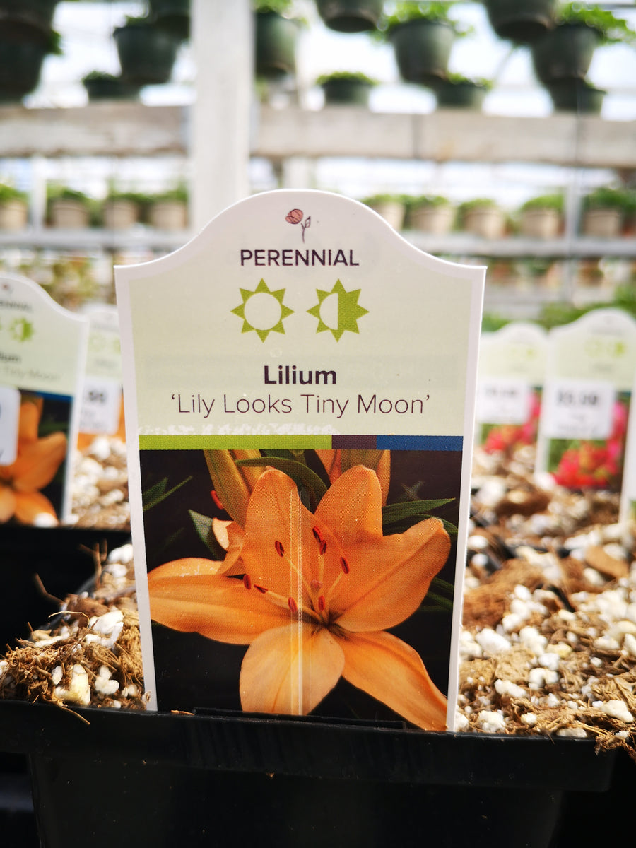 asiatic lily tiny moon Lilium 'Tiny Moon' – The Greenery Garden Centre