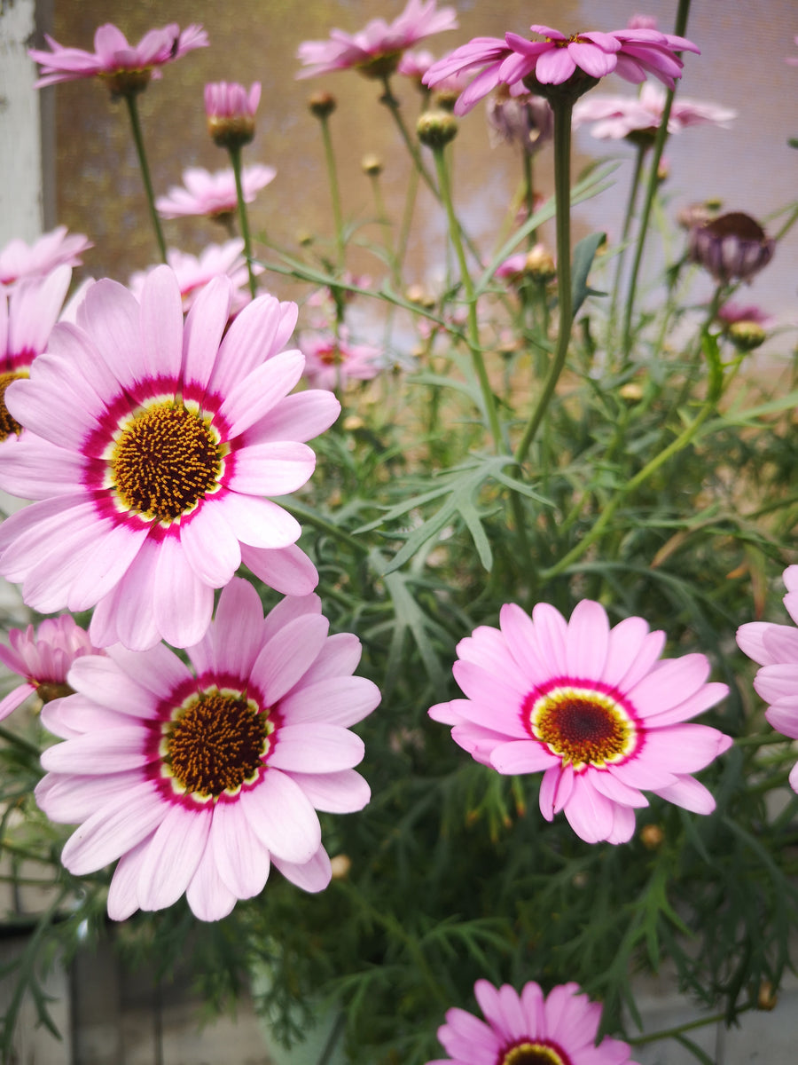 Argyranthemum 'Grandaisy Pink Halo' – The Greenery Garden Centre