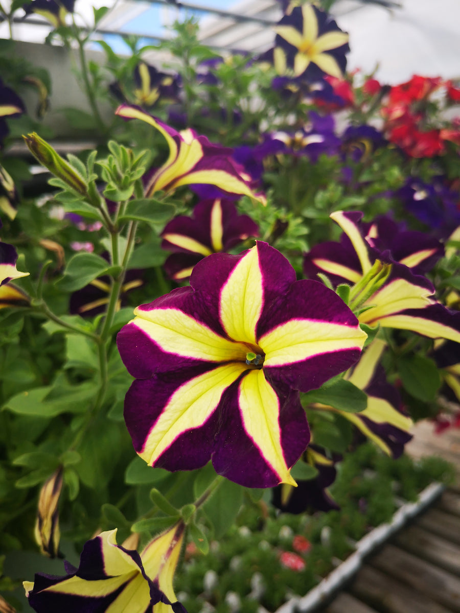 HC-8 Heartfelt Classic Petunia セット　未使用 Petunias Crazytunia Frisky Violet – The Greenery Garden Centre