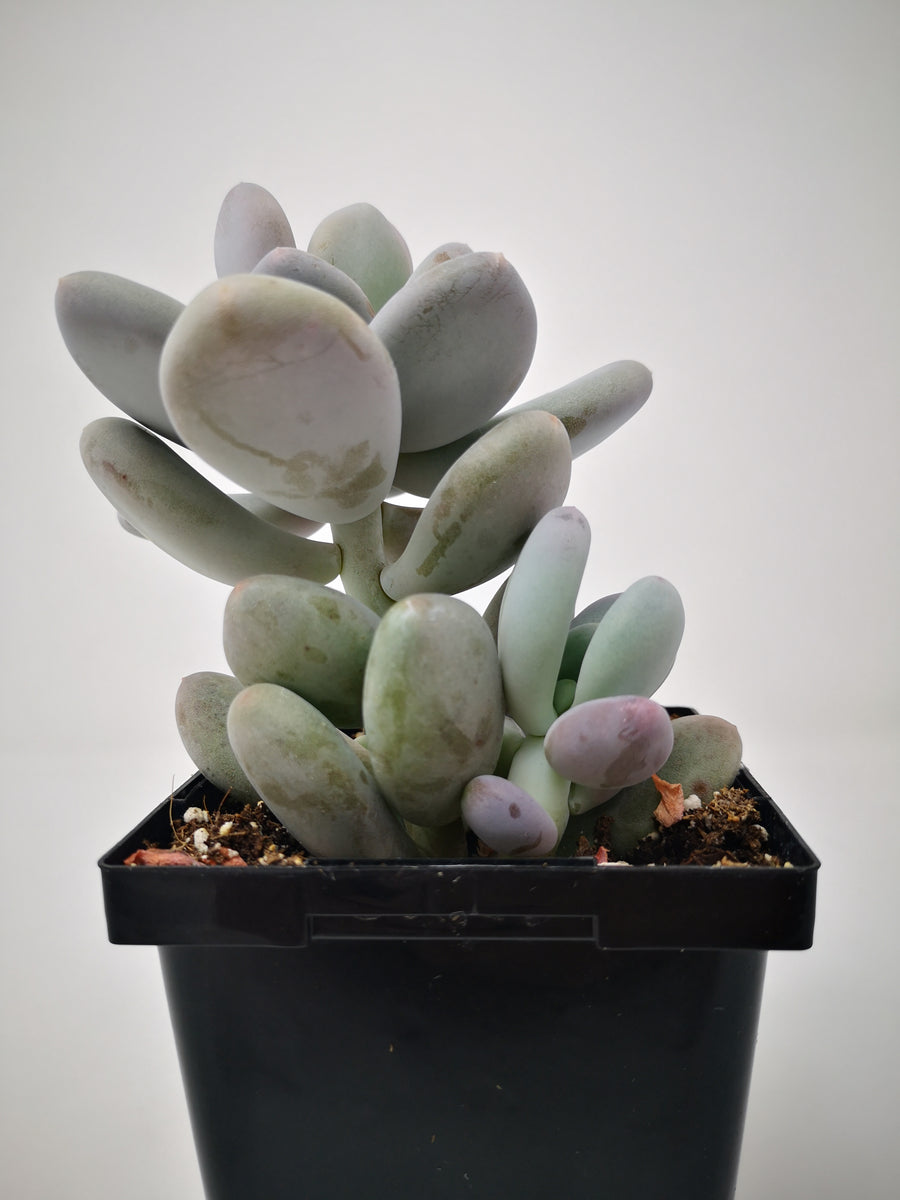 Succulent (Tender) Echeveria Round Leaf – The Greenery Garden Centre