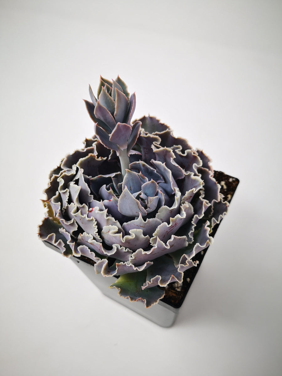 echeveria rosea succulent Succulent (Tender) Echeveria Rosea – The Greenery Garden Centre