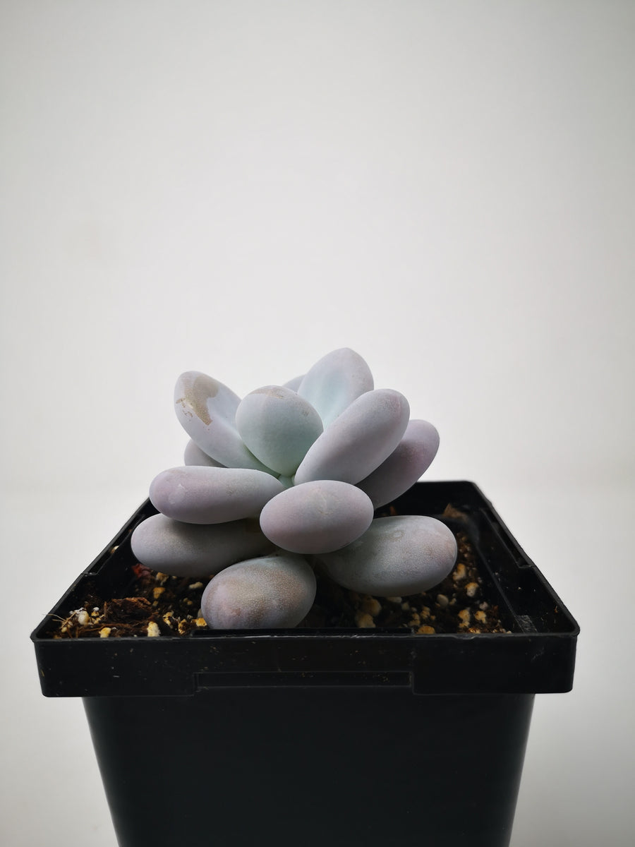 blue pearl succulent Succulent (Tender) Pachyveria Blue Pearl – The Greenery Garden Centre
