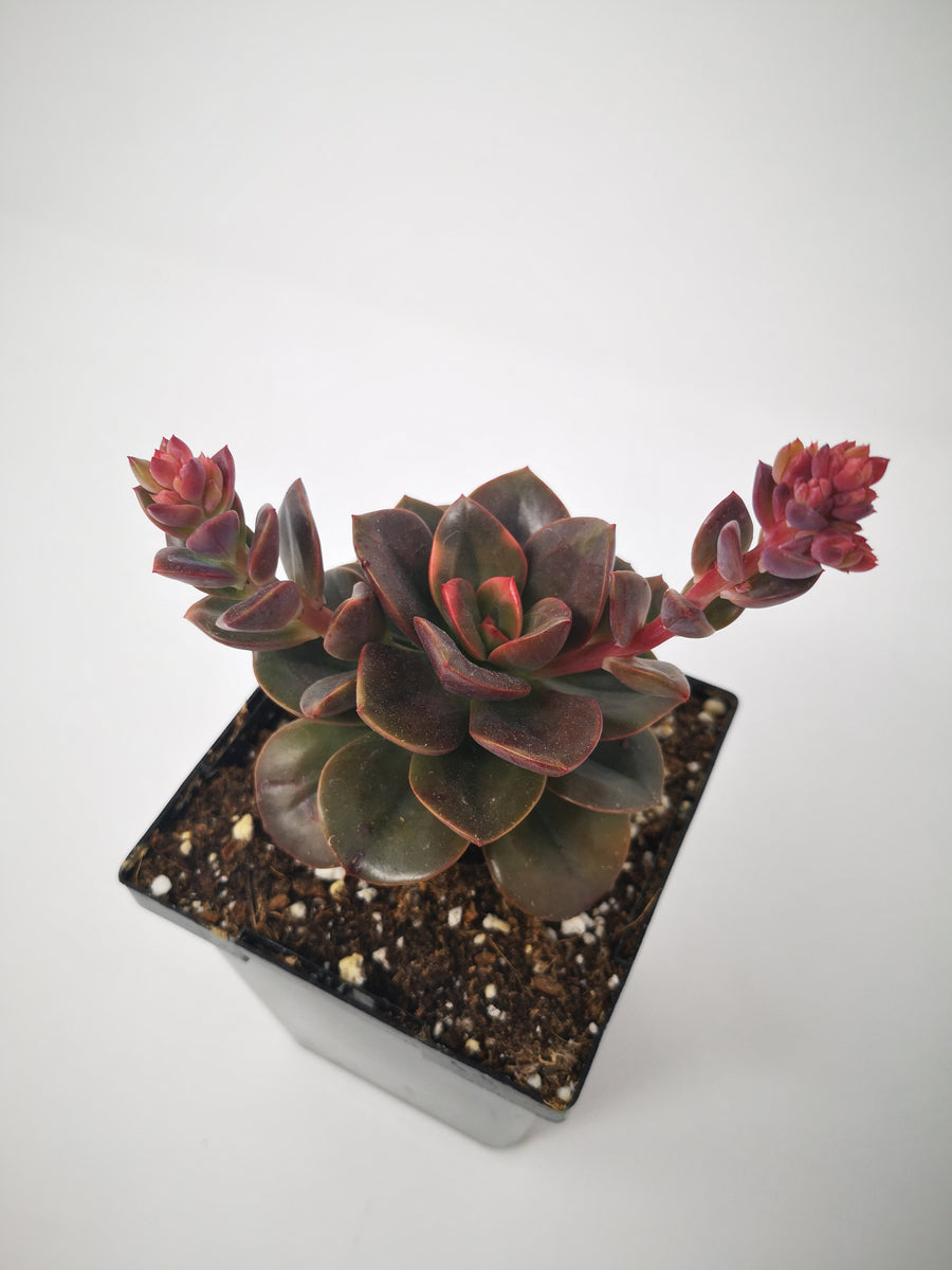 echeveria chroma succulent Succulent (Tender) Echeveria Chroma – The Greenery Garden Centre