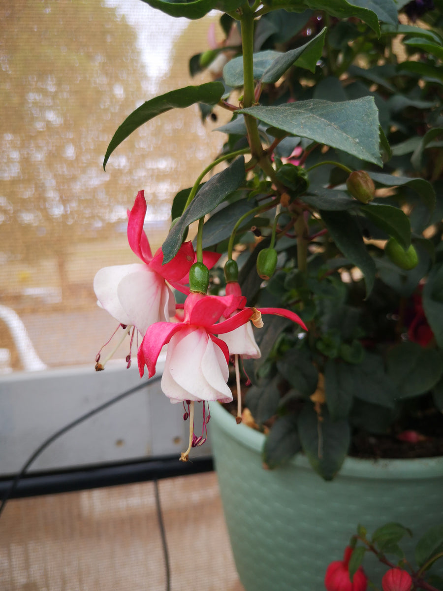 fuchsia plants in pots Fuchsia Stand Up White – The Greenery Garden Centre