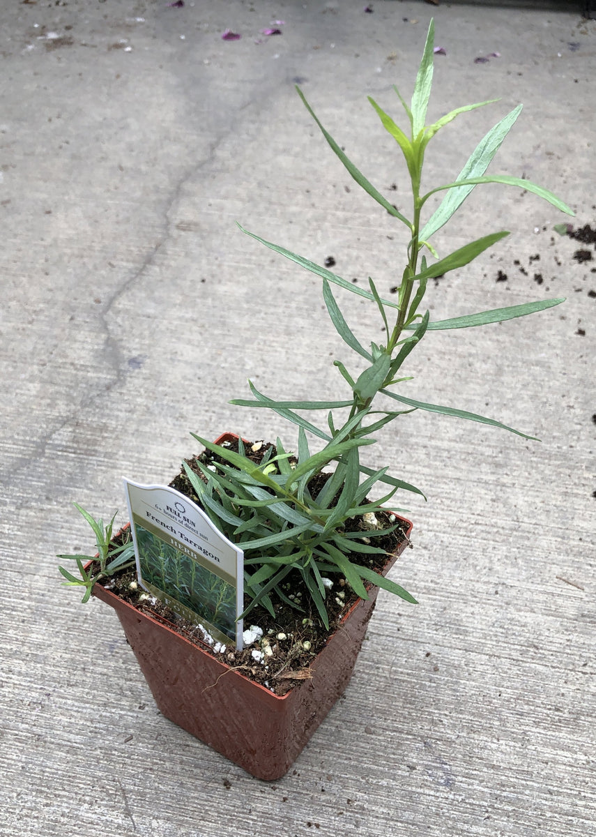 Tarragon French – The Greenery Garden Centre