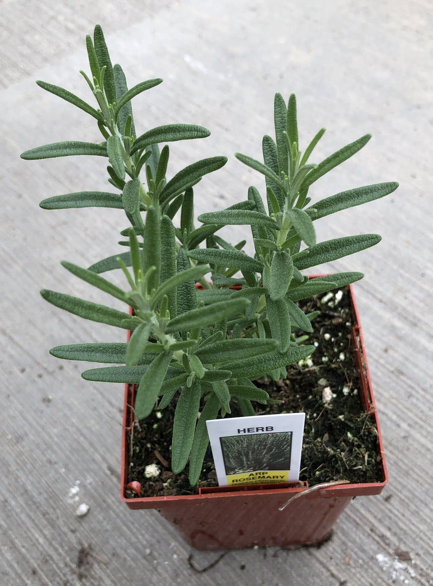 Rosemary Arp – The Greenery Garden Centre