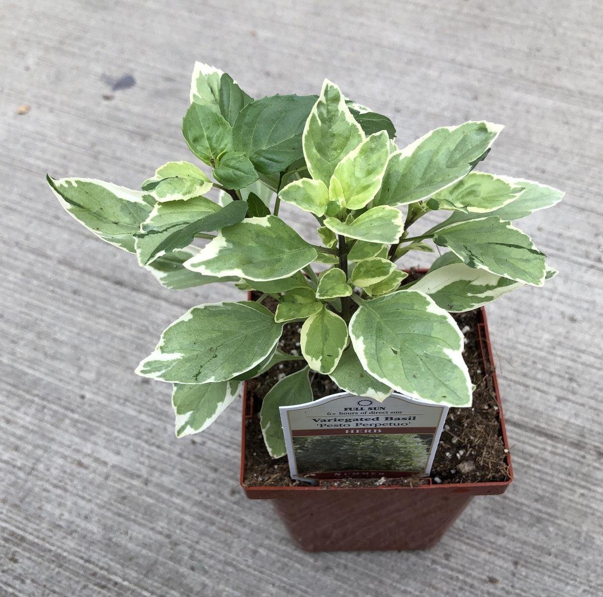 Basil Pesto Perpetuo Variegated The Greenery Garden Centre