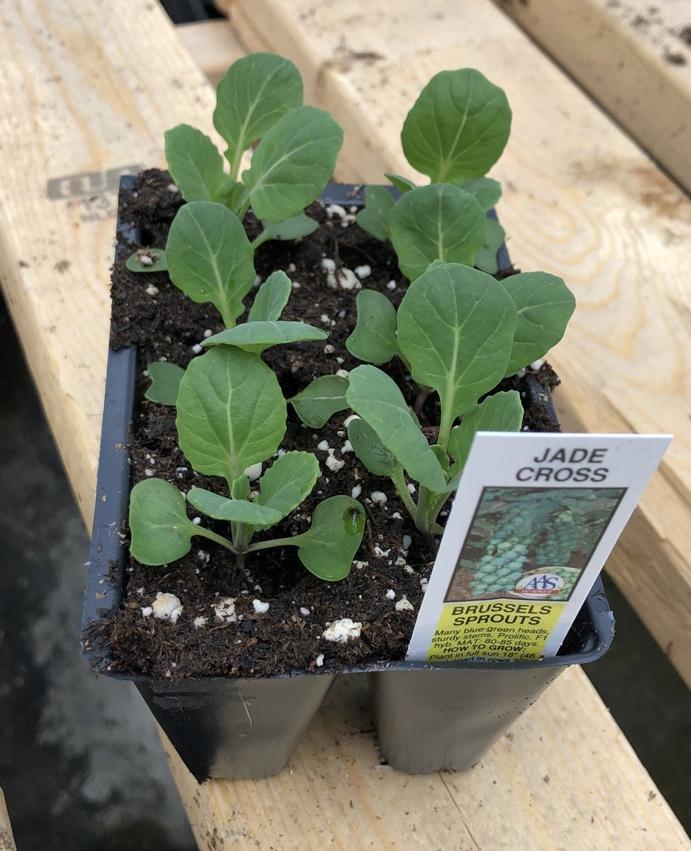 jade cross brussel sprouts plants Brussel Sprouts Jade Cross – The Greenery Garden Centre