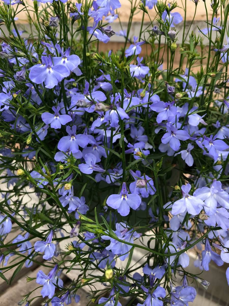 image_1739d98c-9531-4e8a-9fa4-