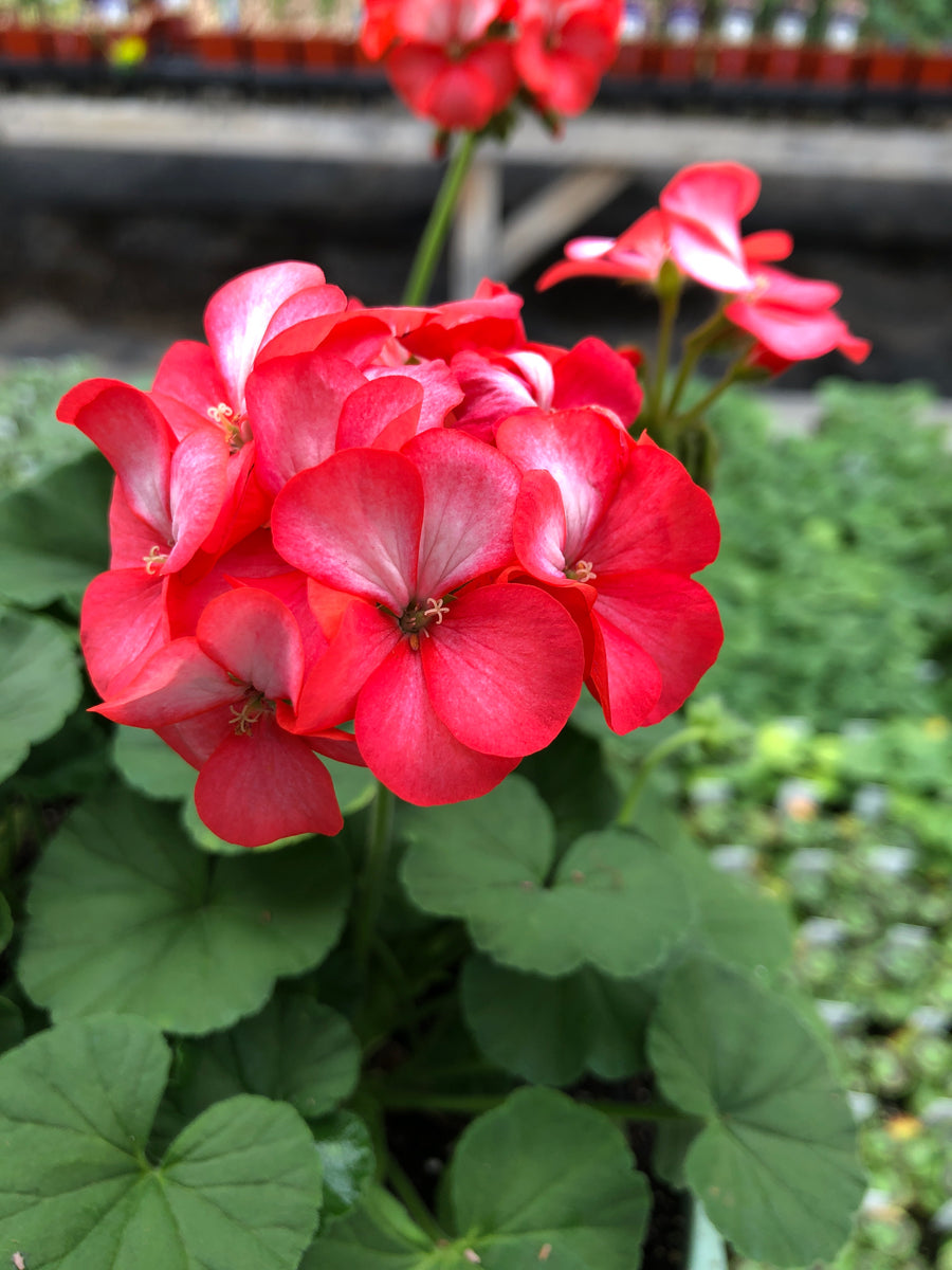 フラワー・ガーデニング Botanize SEN M size type B Geranium Seed Maverick Scarlet Picotee – The Greenery Garden Centre