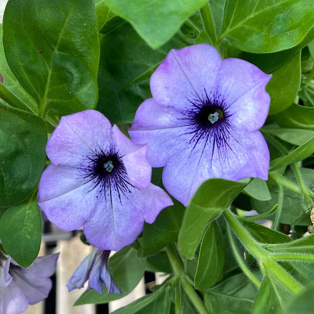 can you plant lavender and petunias together Petunias Sweetunia Lavender Shimmer – The Greenery Garden Centre
