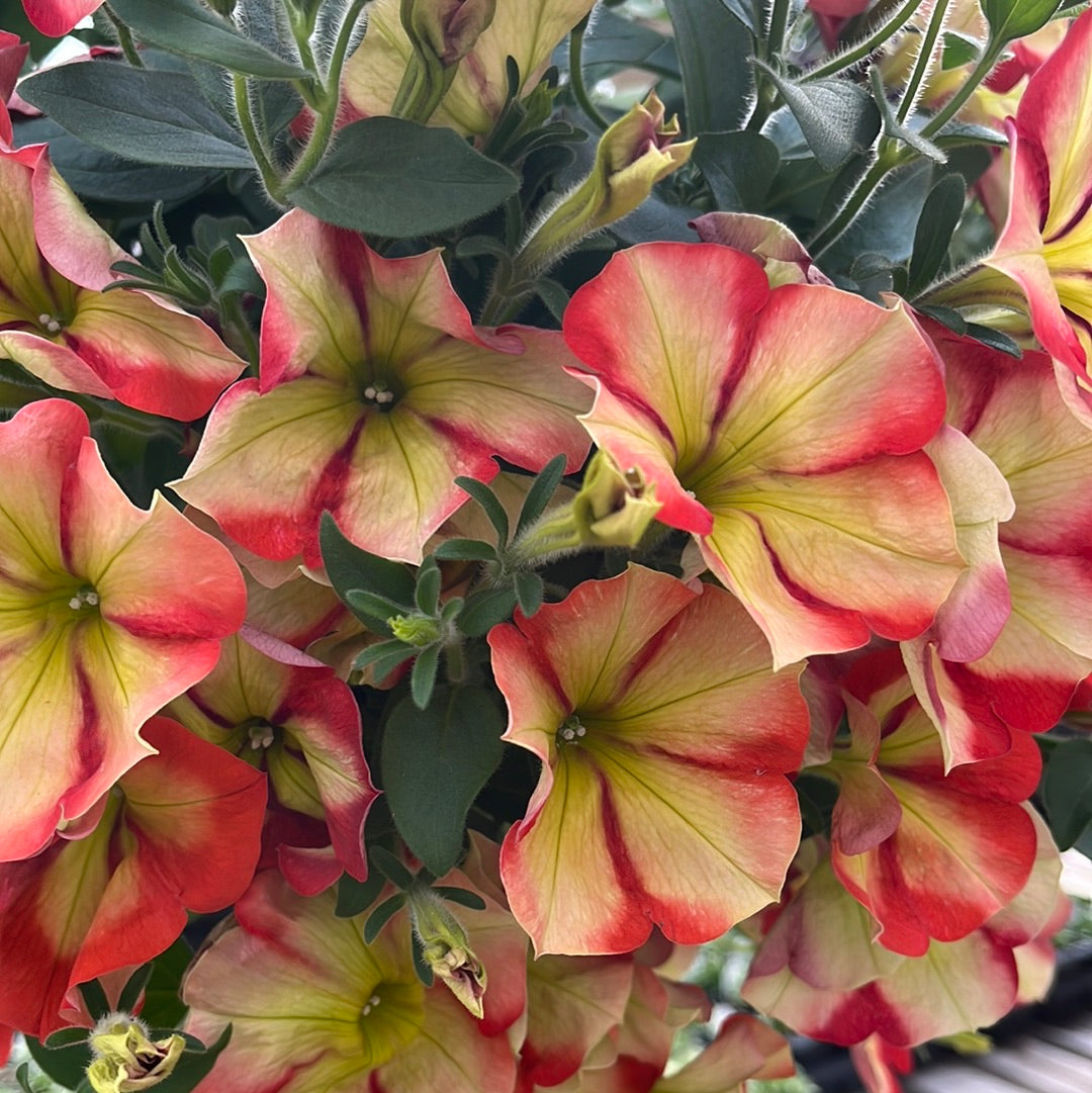 Petunias Crazytunia Frisky Orange – The Greenery Garden Centre