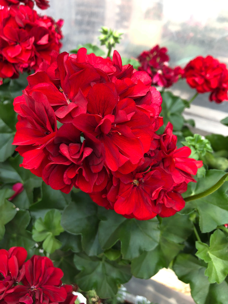 Geranium Ivy Great Balls of Fire Velvet Red The Greenery Garden Centre