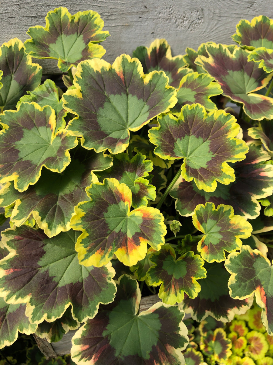 mrs pollock geranium seeds Geraniums Exotic Mrs. Pollock – The Greenery Garden Centre