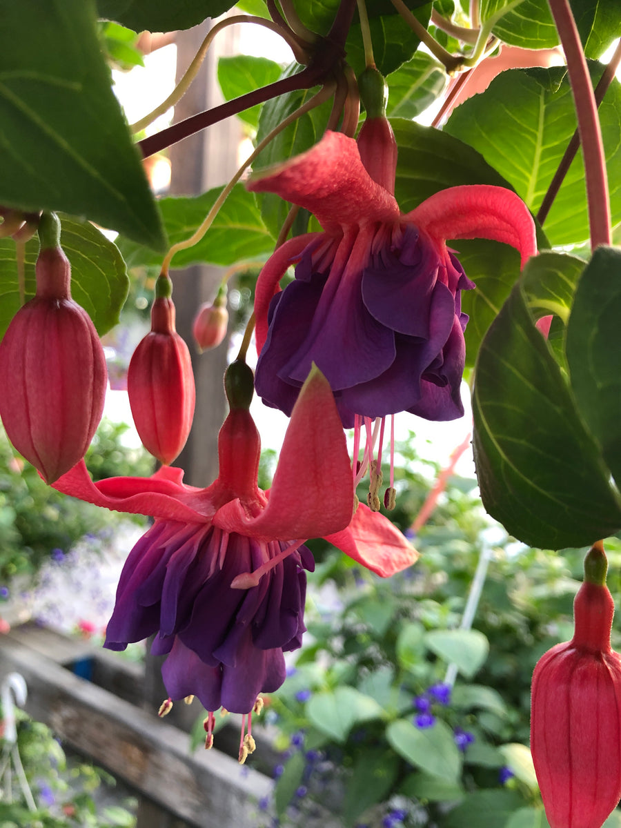ポンゴ エンチャンテッド Fuchsia Enchanted – The Greenery Garden Centre