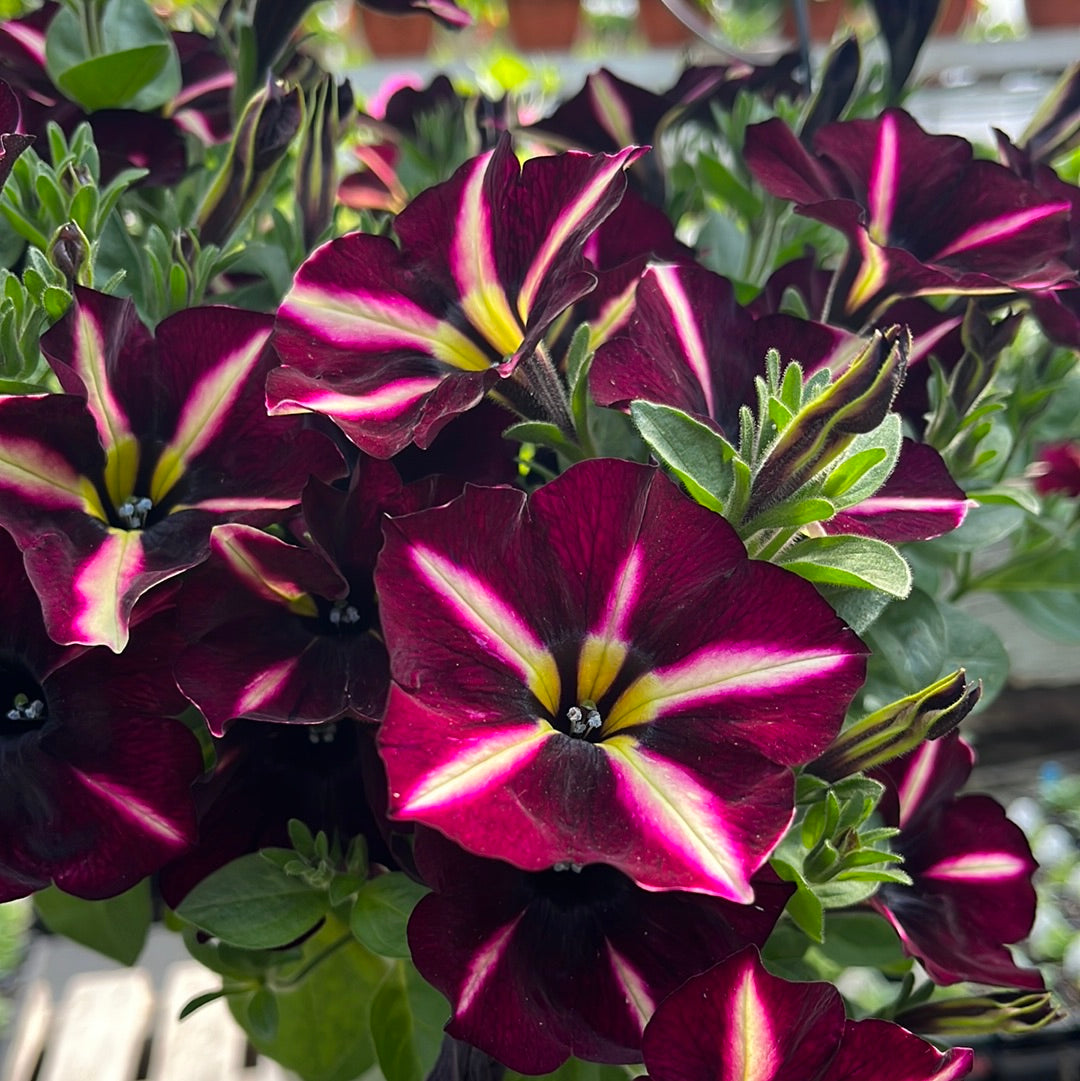 Petunias Crazytunia Starfruit – The Greenery Garden Centre